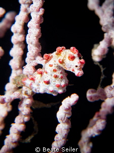 My first Pygmy seahorse, taken with canon G12 and 2 X UCL165 by Beate Seiler 